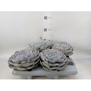 Echeveria  'Pollux'