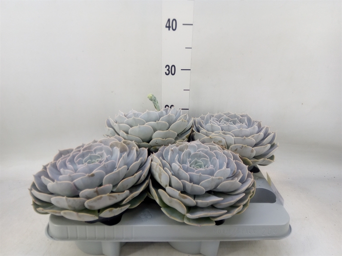 <h4>Echeveria  'Pollux'</h4>