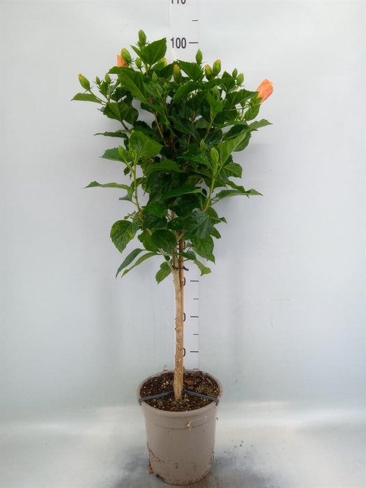 <h4>Hibiscus rosa-sin. 'Sunny Torino'</h4>