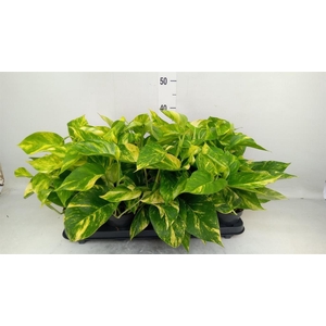Epipremnum pinn. 'Hicolor'