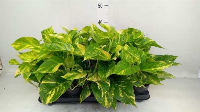 <h4>Epipremnum pinn. 'Hicolor'</h4>