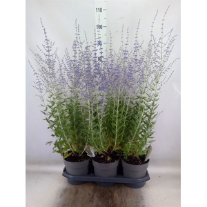 Perovskia atriplic. 'Blue Spire'