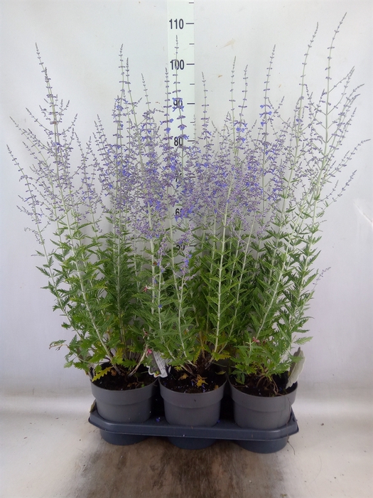 <h4>Perovskia atriplic. 'Blue Spire'</h4>