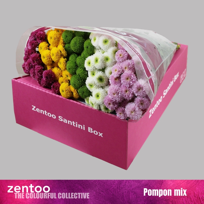 <h4>CHR S MIX POMPON</h4>