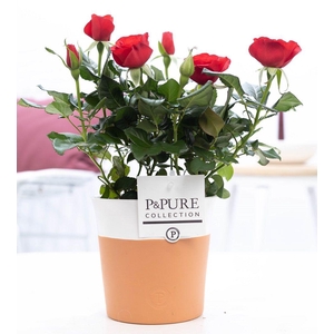 Rosa red in P&PURE Terra Cotta 4 white
