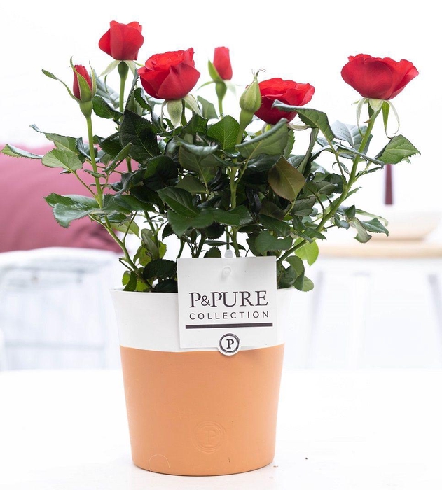 <h4>Rosa red in P&PURE Terra Cotta 4 white</h4>