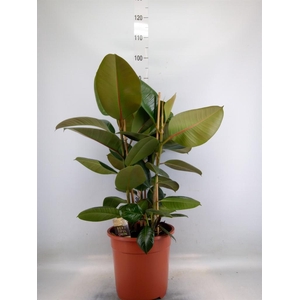 Ficus elastica 'Robusta'