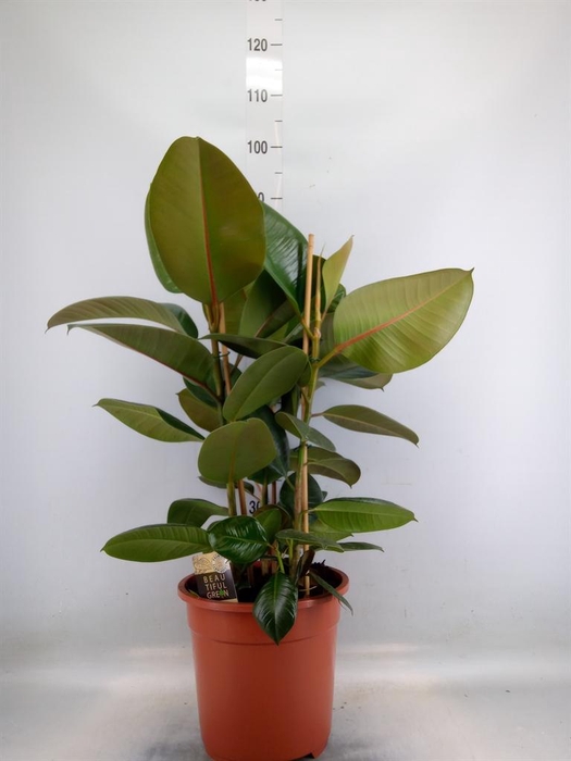 <h4>Ficus elastica 'Robusta'</h4>