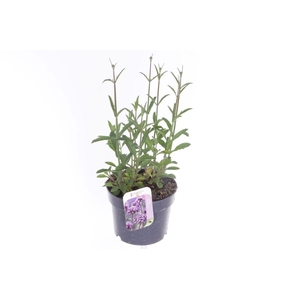 Verbena bonariensis
