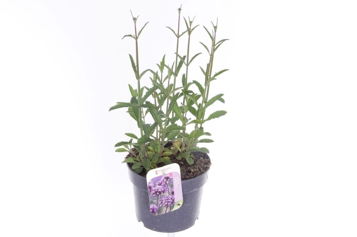 <h4>Verbena bonariensis</h4>