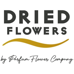 Dried Bleached Ammi Majus Pink