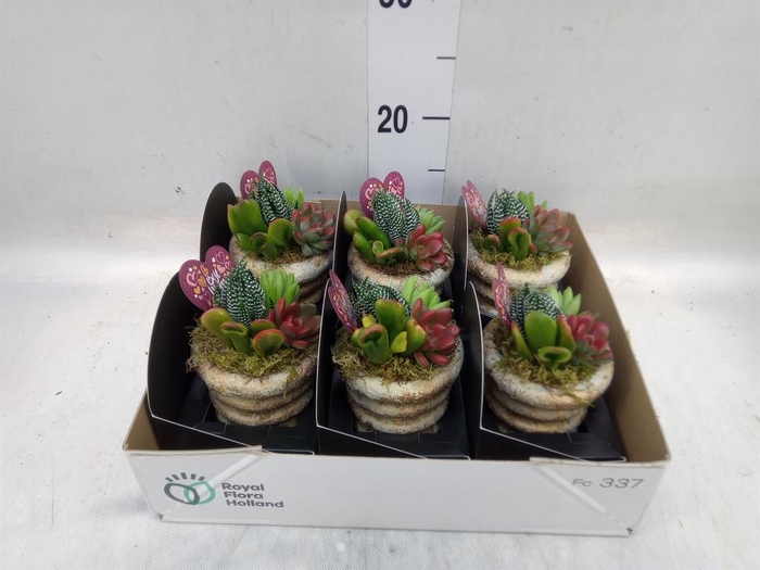 Arr.  Succulents L%