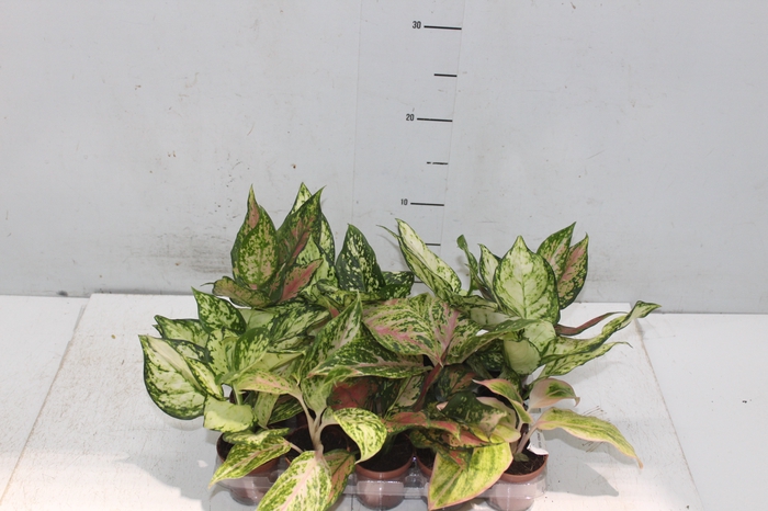 <h4>AGLAONEMA VARIADA P06</h4>