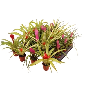BROMELIA GEM