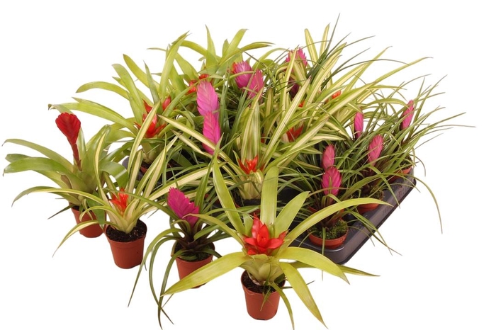 BROMELIA GEM