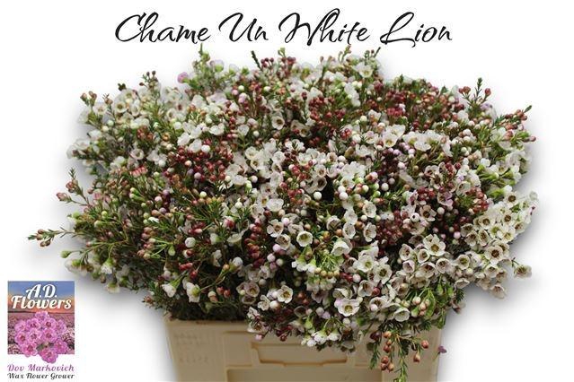 <h4>CHAME UN WHITE LION</h4>