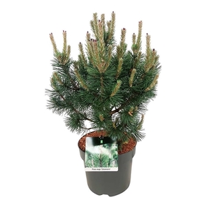 Pinus mugo 'Columnaris'