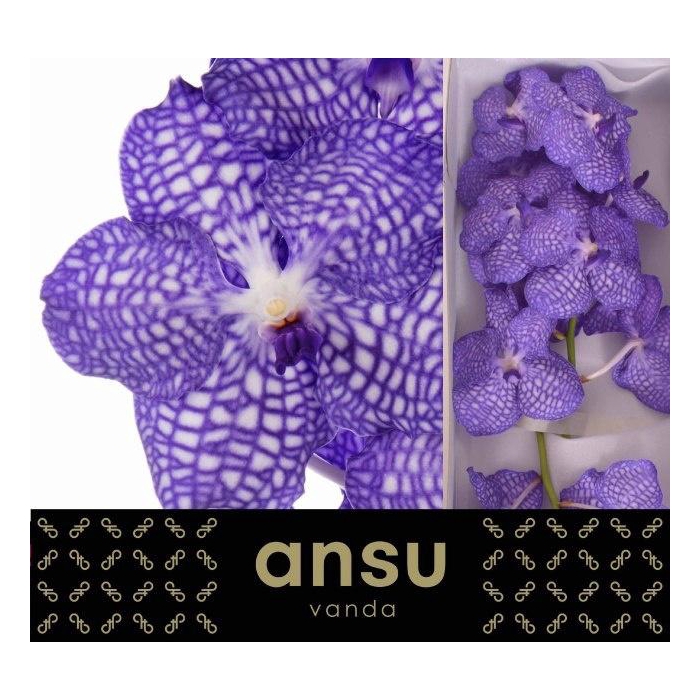 <h4>Vanda Kan China Blue</h4>