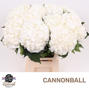 HYDR M CANNONBALL