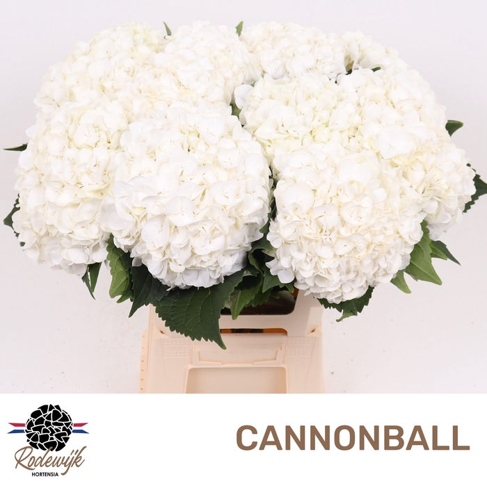 <h4>HYDR M CANNONBALL</h4>