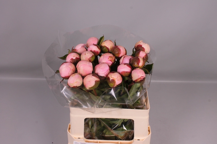 <h4>Paeonia Angel Cheeks | Heavy Quality</h4>