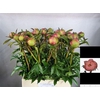 Paeonia L Coral Charm