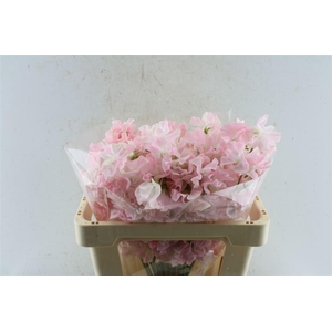 Lathyr Od First Lady