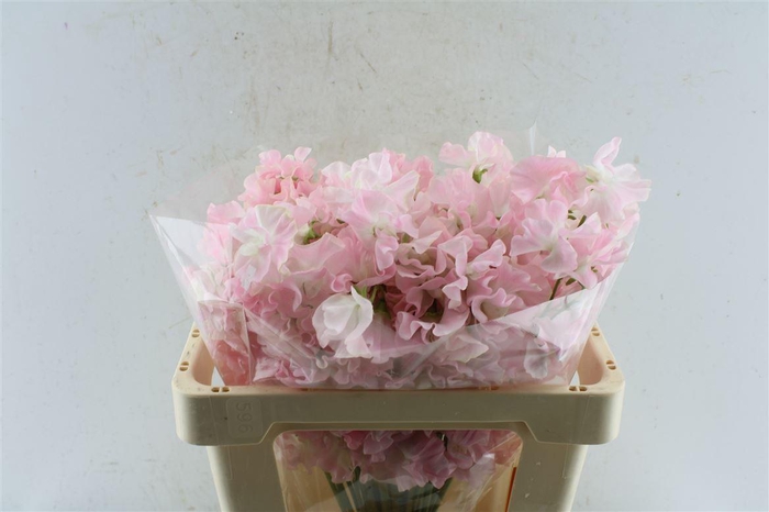 <h4>Lathyr Od First Lady</h4>