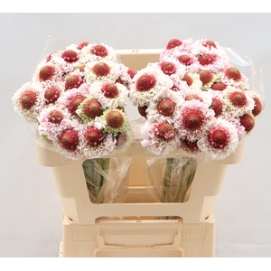 Scab Strawb Hoop