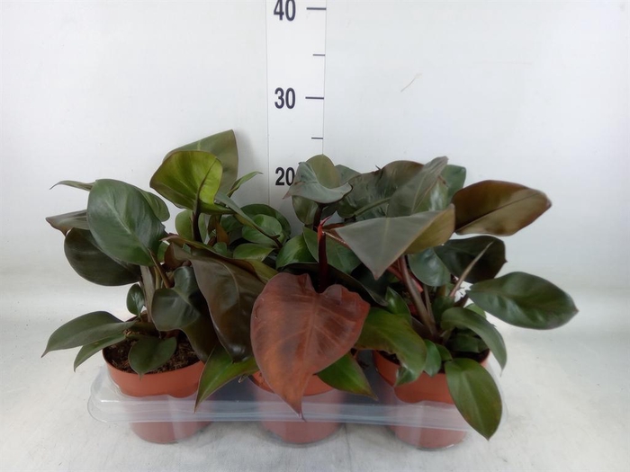 <h4>Philodendron   ...</h4>