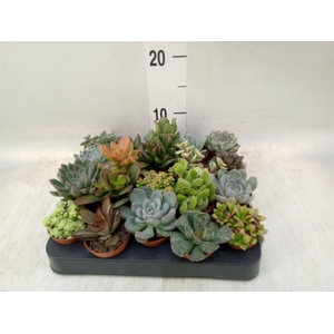 Succulents   ...