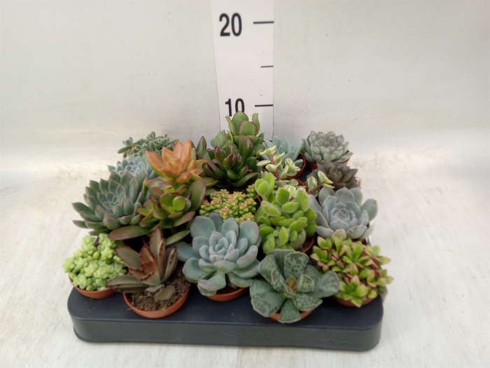 <h4>Succulents   ...</h4>