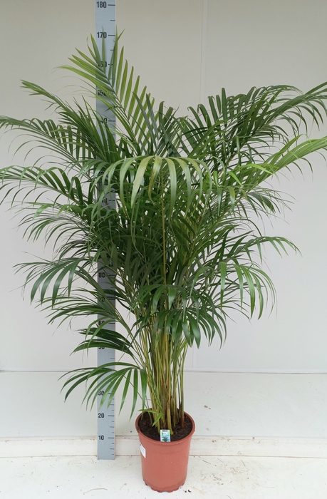 <h4>DYPSIS LUTESCENS</h4>