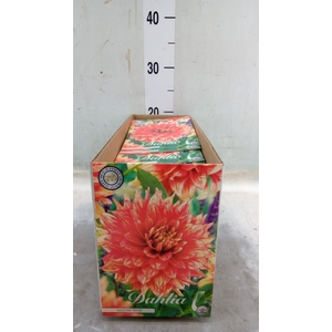 Dahlia   ...flowerbulbs
