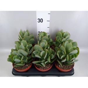 Crassula arborescens