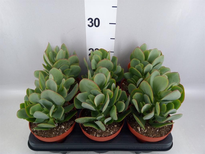 <h4>Crassula arborescens</h4>