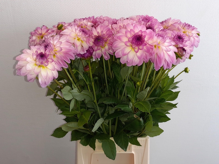 <h4>DAHL OV BICO ROSE</h4>