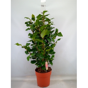 Camellia japonica 'Dr King'