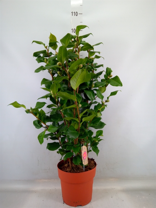 <h4>Camellia japonica 'Dr King'</h4>