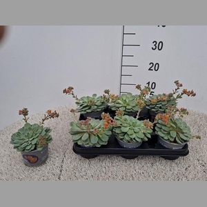 Echeveria  'Dondo'