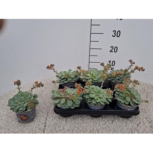 Echeveria  'Dondo'