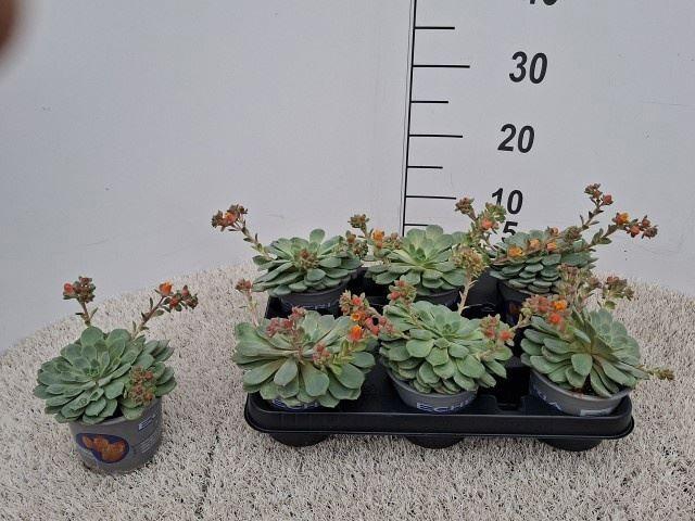 <h4>Echeveria  'Dondo'</h4>