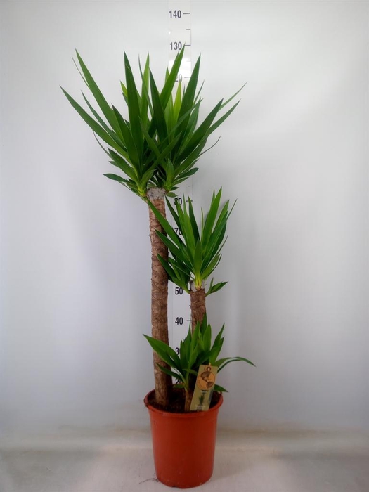 <h4>Yucca   ...</h4>