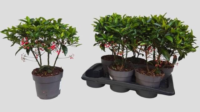 <h4>ARDIS CRENATA</h4>