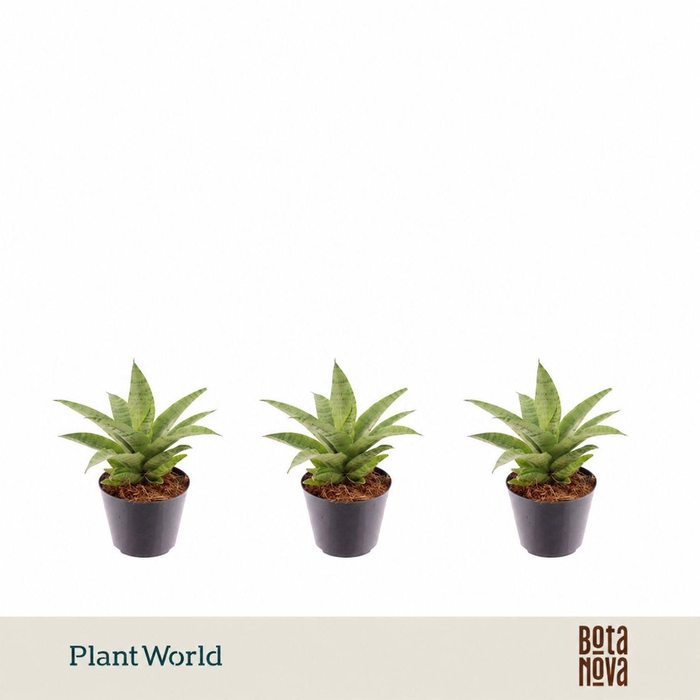 <h4>Sansevieria Lotus 7cm</h4>