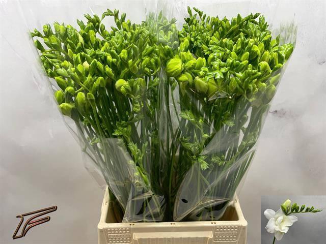 <h4>FR DU VOLANTE</h4>