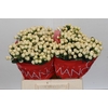 Hypericum Cool Romance