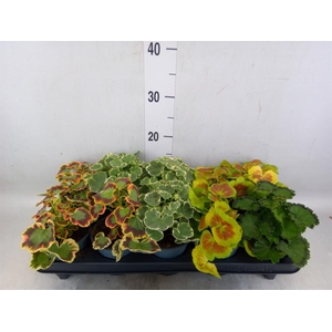 Pelargonium zona.   ...