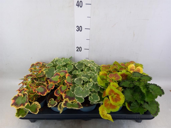 <h4>Pelargonium zona.   ...</h4>