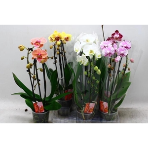 PHAL EL CASCADE